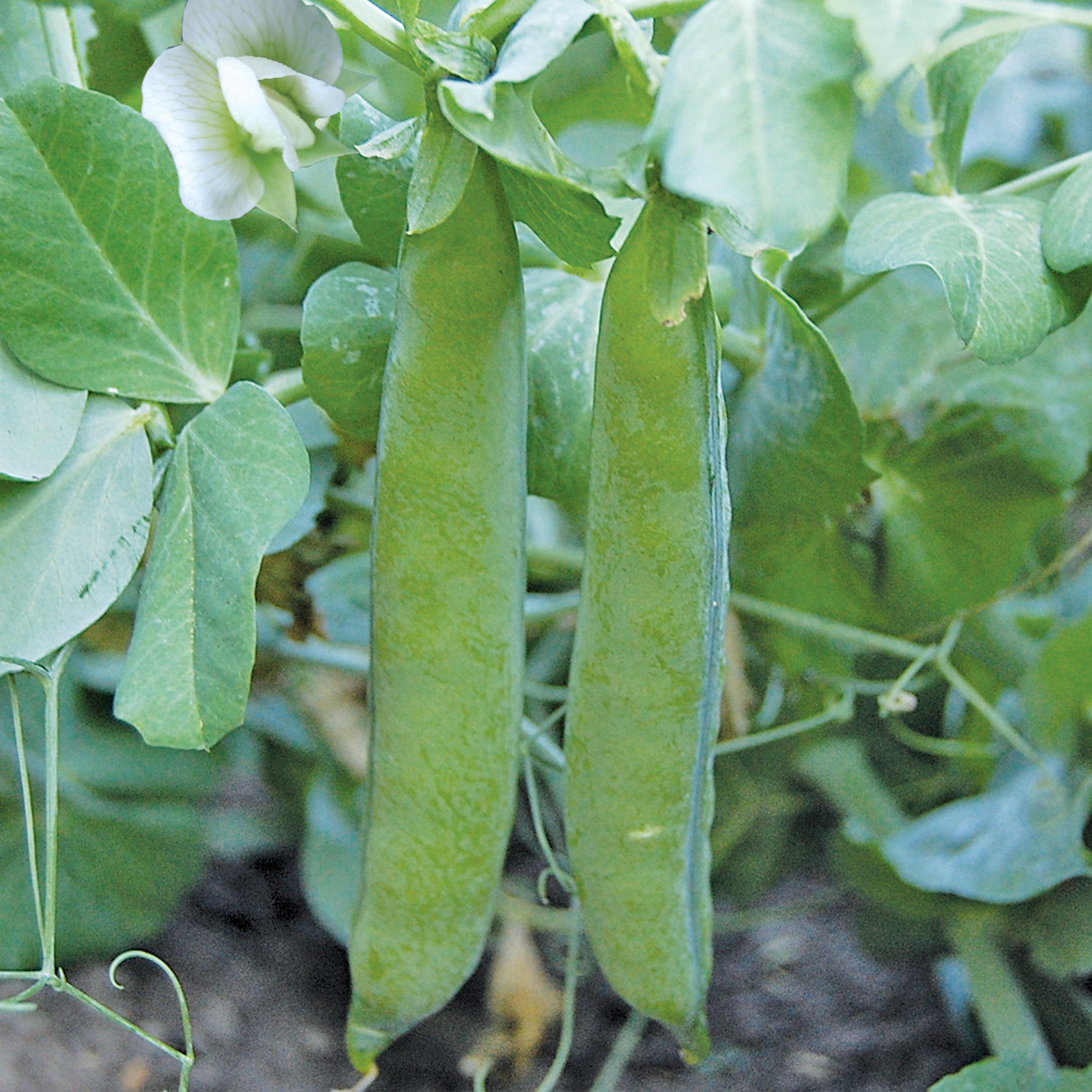 The Wholesome Delight of Green Arrow Peas: A Fresh Perspective on Tasty and Nutritious Legumes