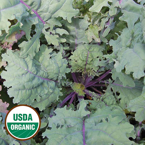 Growing Vibrant Red Kale from Seeds: A Beginner's Guide to Cultivating Nutrient-Rich Greens