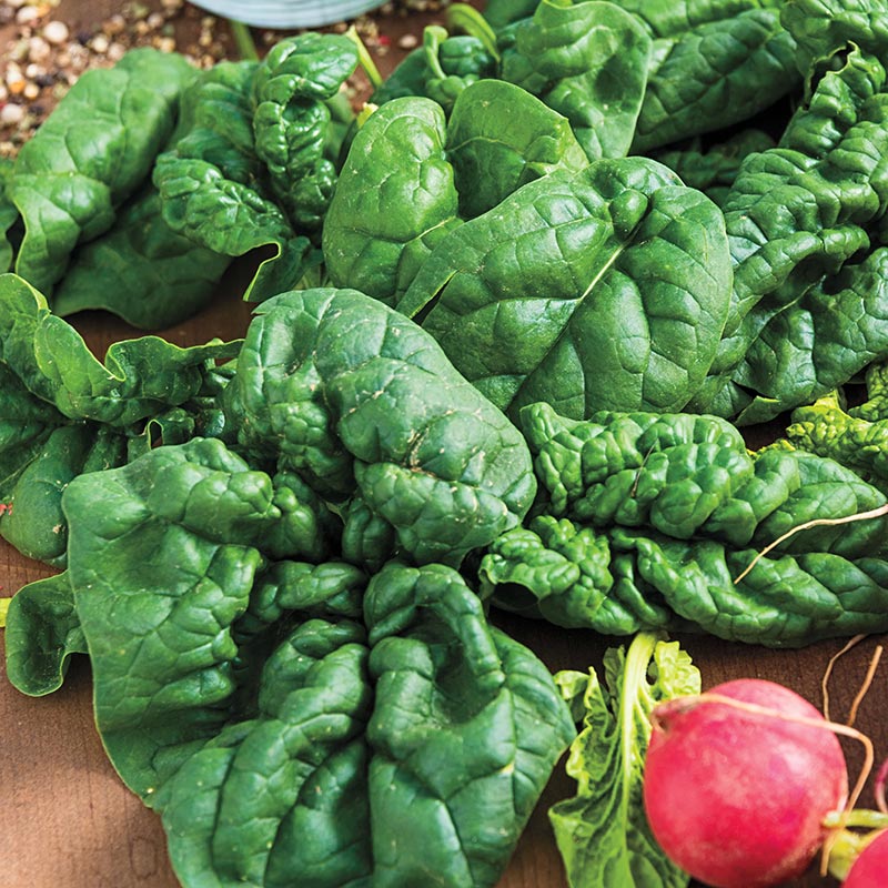 The Versatility and Nutritional Benefits of Bloomsdale Spinach Seeds: A Complete Guide