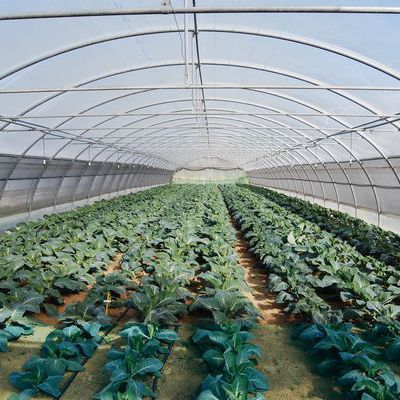 The Benefits of Small Commercial Greenhouses: A Guide for Success