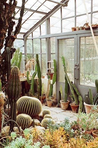 A Haven for Cacti: Exploring the Wonders of a Greenhouse Sanctuary