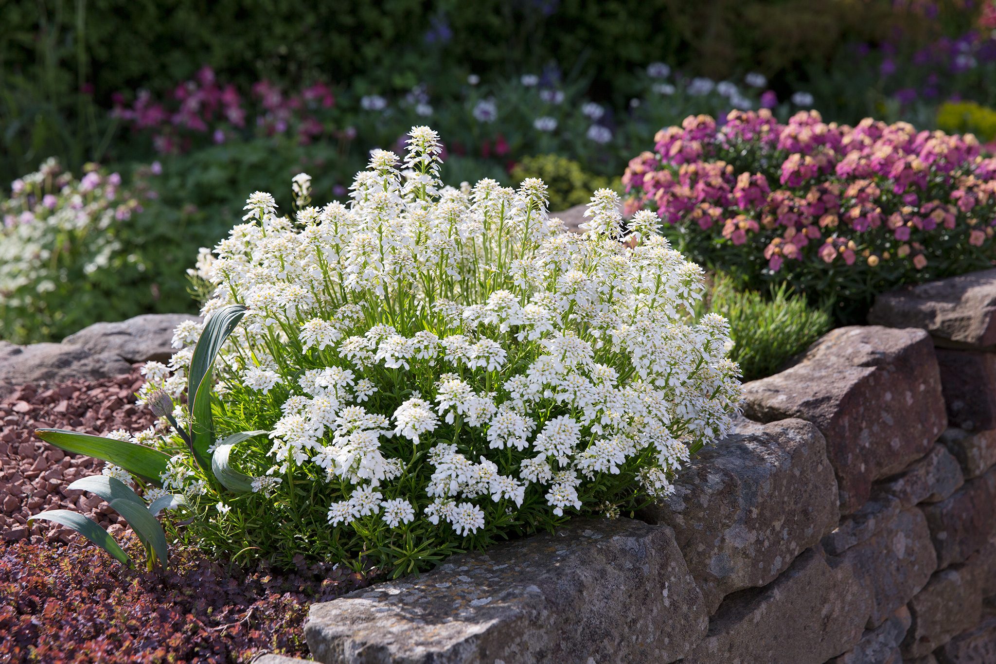 The Beauty of Evergreen Rockery Plants: A Timeless Addition to Your Garden