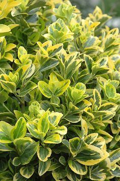 The Beauty of Bright Green Shrubs: A Guide to Enhancing Your Garden