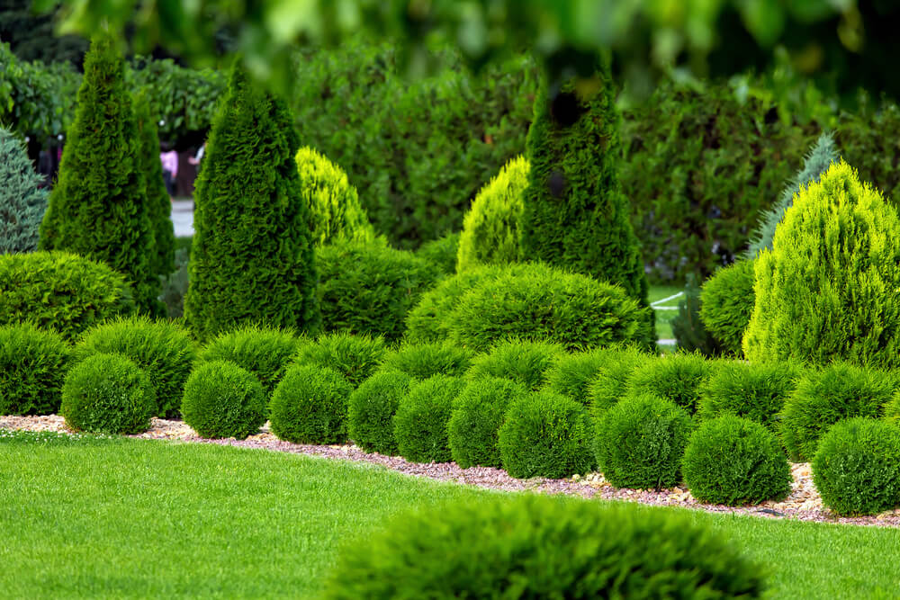 The Secret to Creating a Beautiful and Sustainable Evergreen Garden