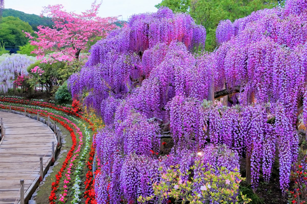 The Enchanting Beauty of Japan's Finest Flower Gardens