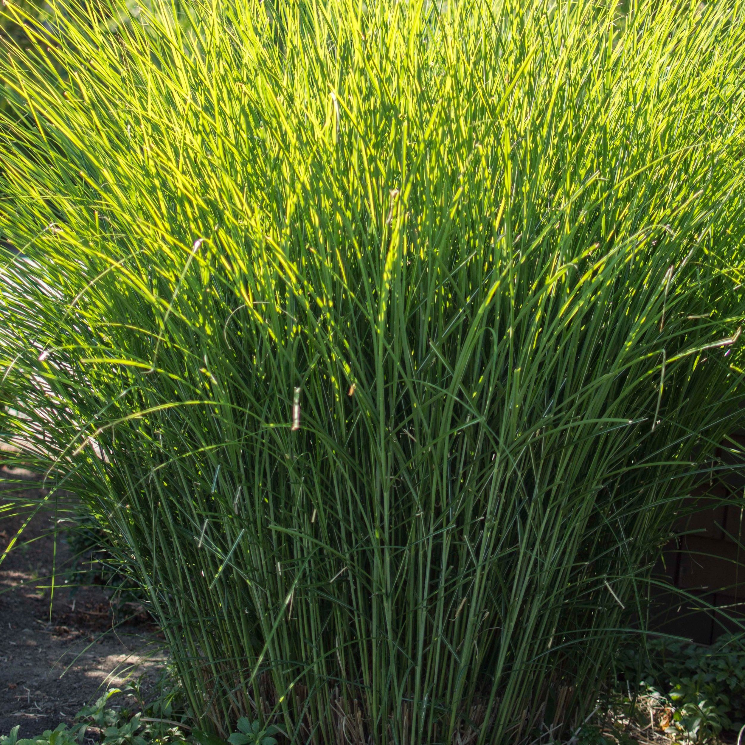 The Beauty of Green Ornamental Grass: A Guide to Enhancing Your Garden's Aesthetics Naturally