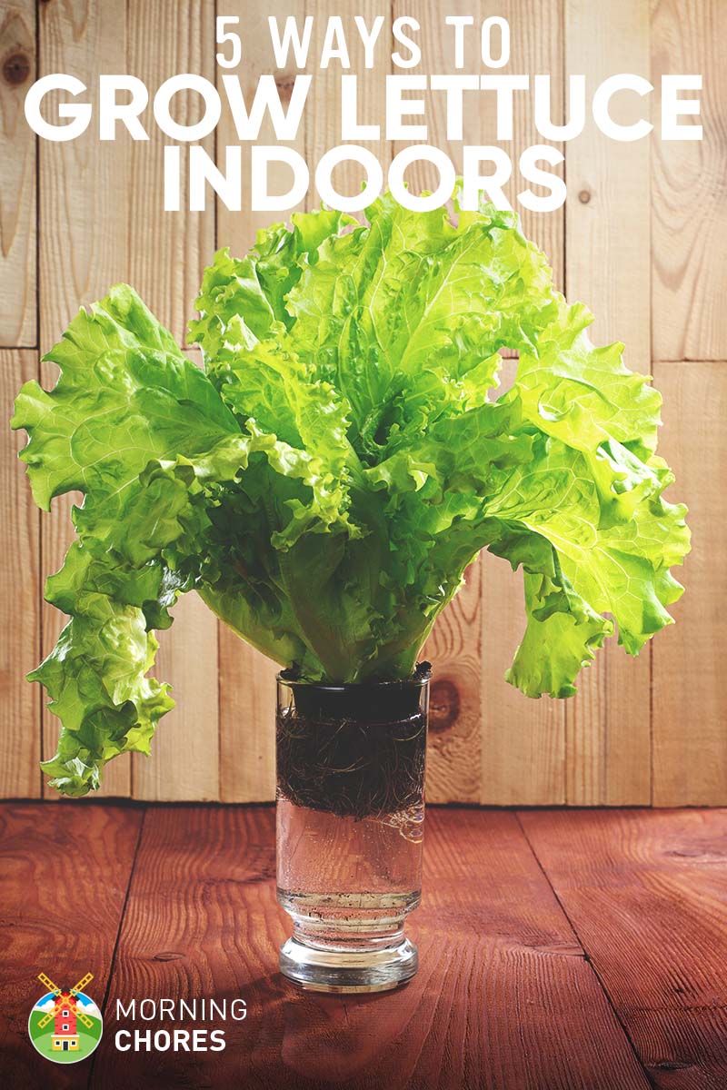How to Successfully Grow Greens in Containers: A Beginner's Guide