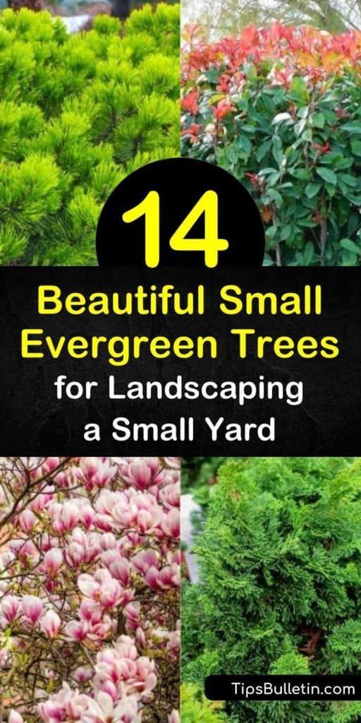 The Charm of Evergreen Trees: A Beautiful Addition to Your Landscape