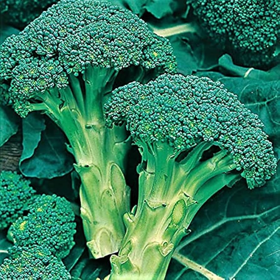 Exploring the Benefits of Calabrese Broccoli Seeds: A Natural Approach to Growing Nutritious Broccoli at Home