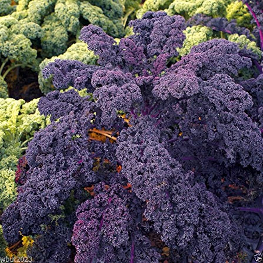 Delicious and Nutritious Purple Kale Seeds: A Step-By-Step Guide to Growing Them at Home