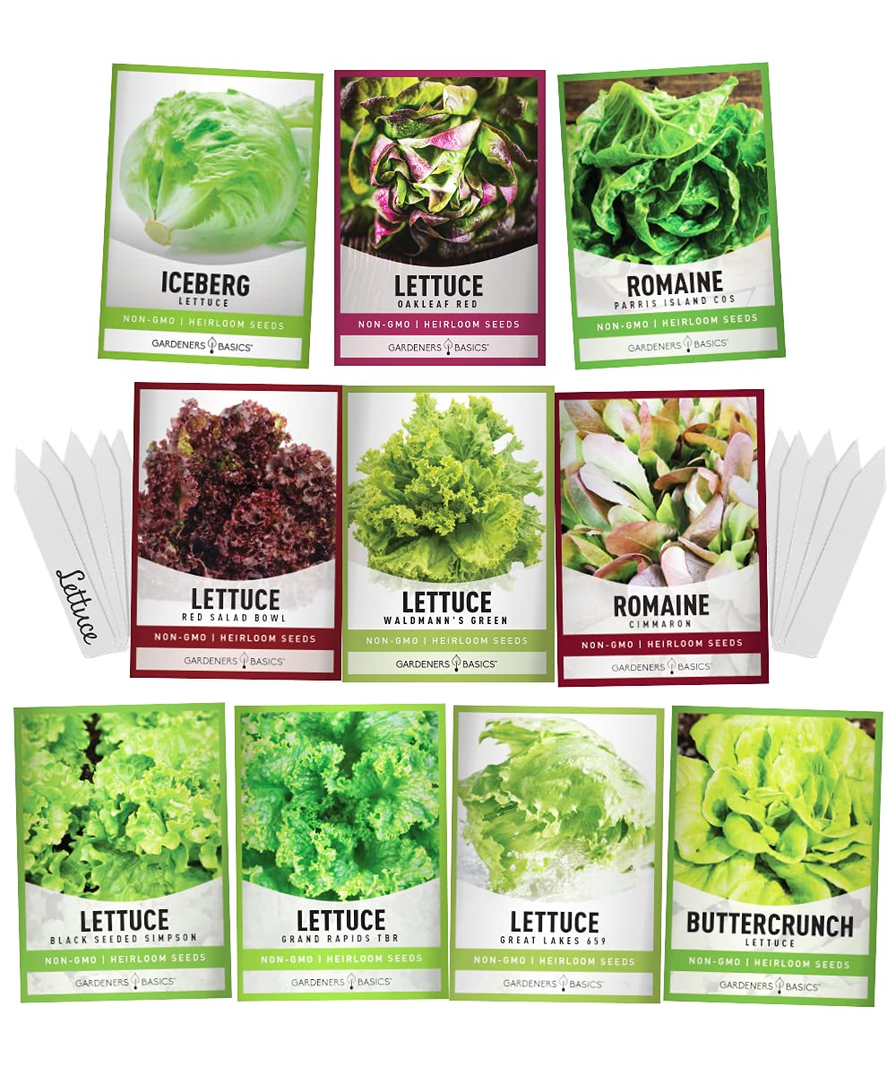 Growing Green Leaf Lettuce from Seeds: A Beginner's Guide to Successful Cultivation