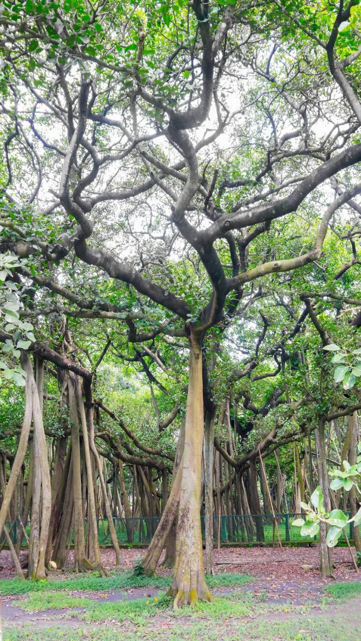 Exploring India's Finest Botanical Garden: A Harmonious Oasis of Biodiversity