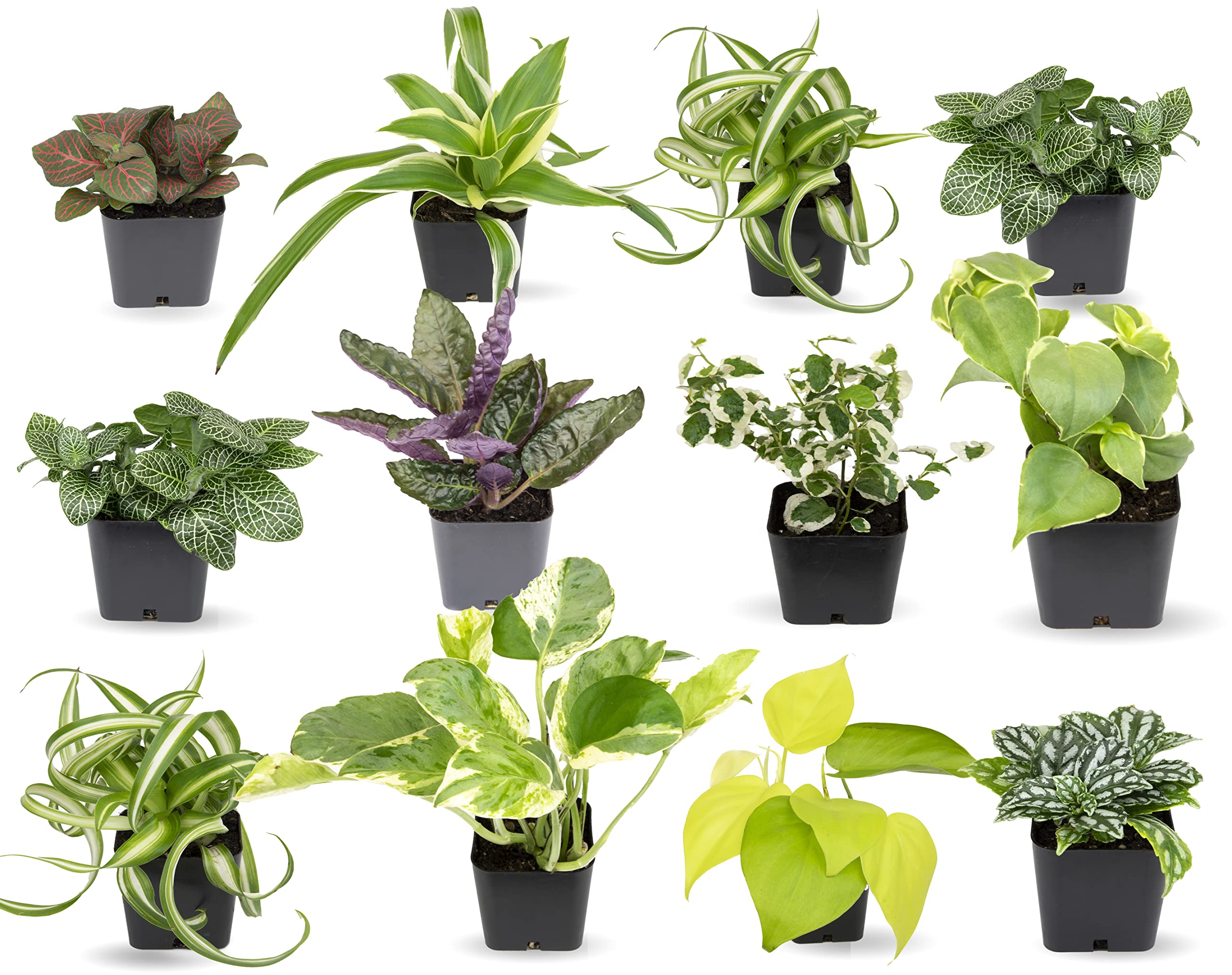 The Beauty and Benefits of Green House Plants: A Guide to Nurturing Your Indoor Oasis