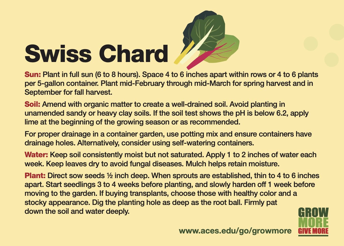 How to Successfully Grow Swiss Chard in Your Garden: A Comprehensive Guide