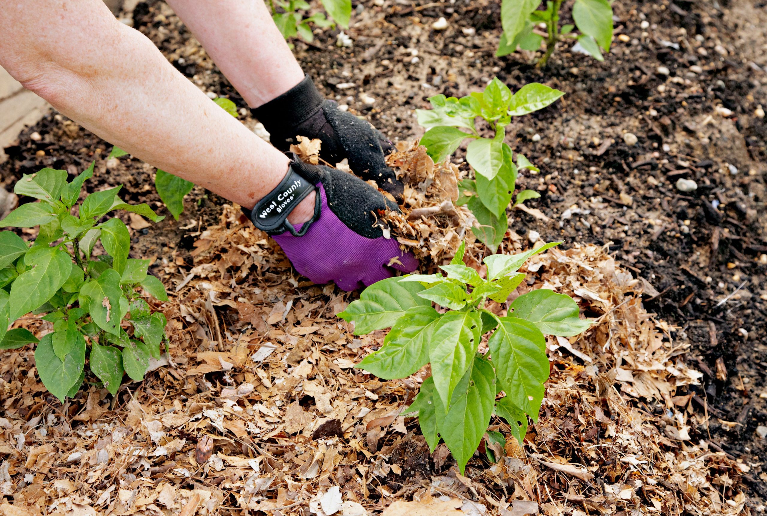 The Benefits of Organic Mulch for Enhancing Garden Health: A Nature-Lover's Guide