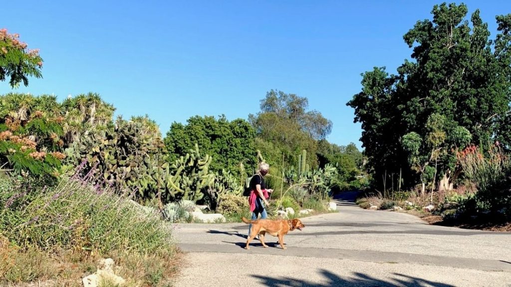 How Pet-Friendly is the Botanic Garden for Dogs? Exploring the Canine-Friendly Atmosphere