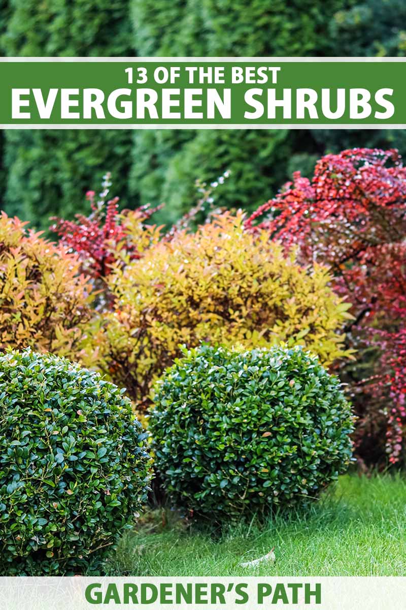 The Beauty of Green Bushes: A Guide to Landscaping with Nature's Delight