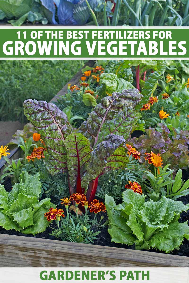 The Key to Growing Thriving Vegetables: Exploring the Benefits of Organic Garden Fertilizers