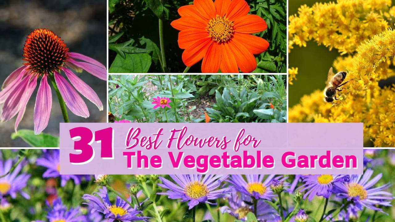 Enhancing Your Vegetable Garden: The Power of Companion Flowers