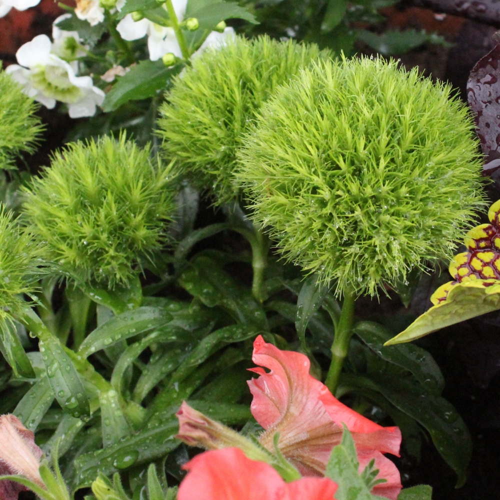 Growing Your Garden: A Guide to Green Trick Dianthus Seeds