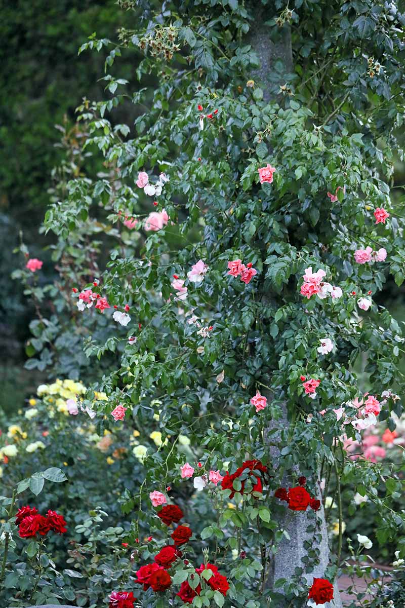The Beauty of Ground Roses: A Blooming Paradise for Your Garden