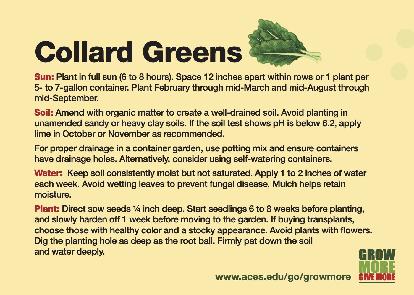 The Health Benefits and Growing Tips of Collard Greens: A Nutritious Addition to Your Garden