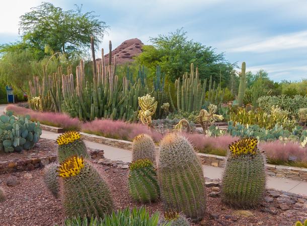 How to Find Out the Cost of Admission to Desert Botanical Garden