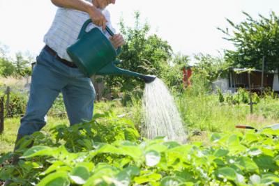What's the Ideal Time to Water Your Flower Garden for Optimal Growth?