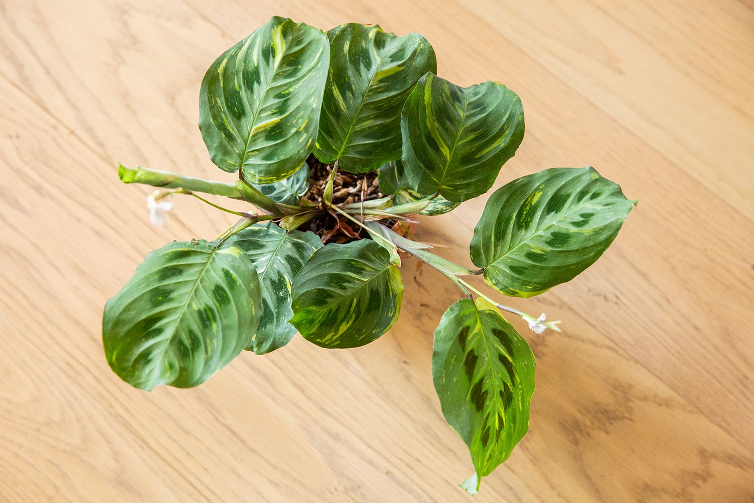 Embracing Nature: A Guide to Green Leaf House Plants for a Serene Home Environment