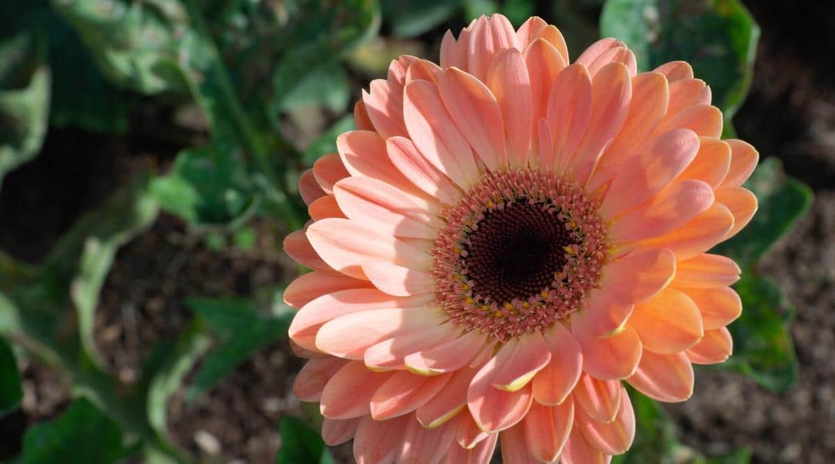 What Beautiful Flowers Can Thrive in Florida's Current Planting Season?