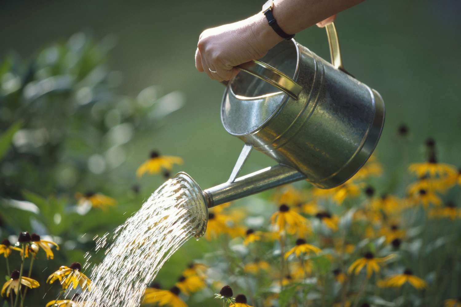 How Often Should You Water Your Flower Garden? A Guide to Proper Flower Garden Watering