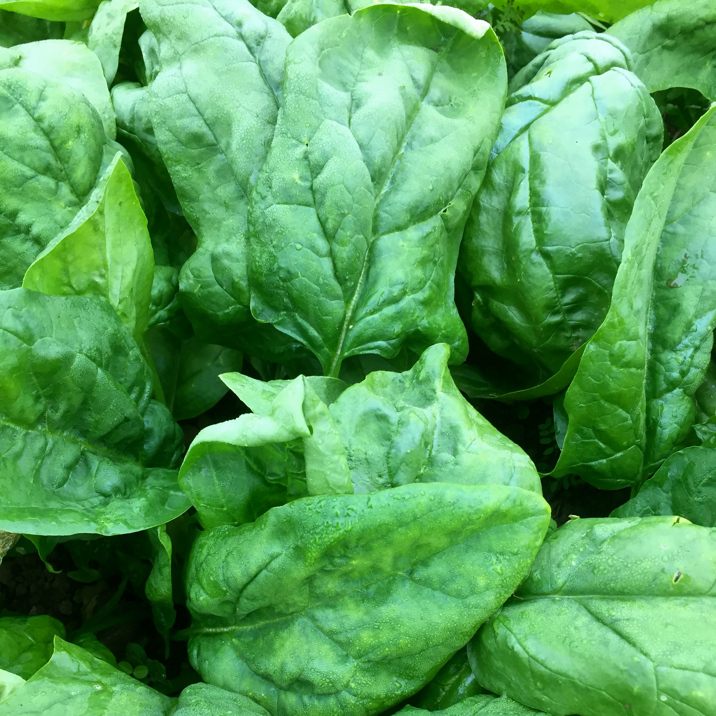 The Nutritional Benefits and Growing Tips for Winter Spinach Seeds