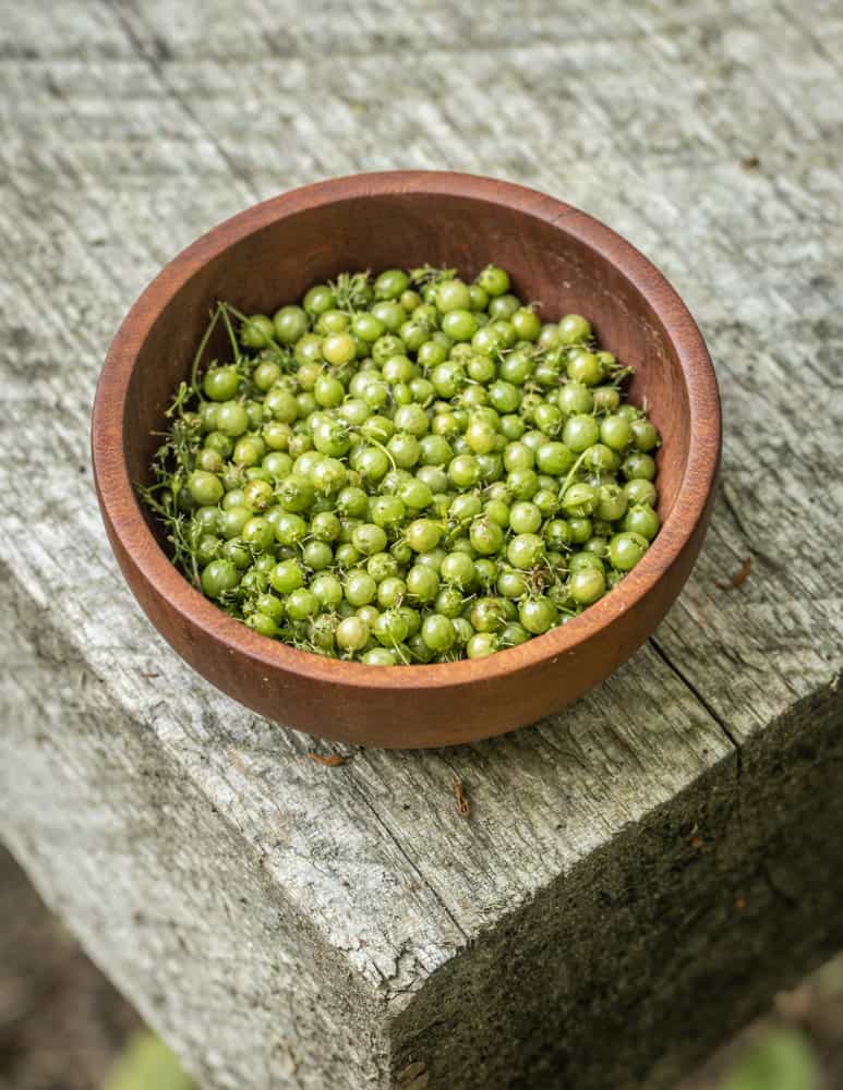 The Benefits of Green Seeds: A Natural Guide to Growing a Beautiful Garden