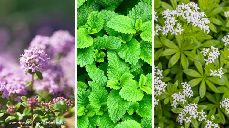 Exploring the Benefits of Groundcover Herbs in Your Garden: Enhance Your Landscape Naturally
