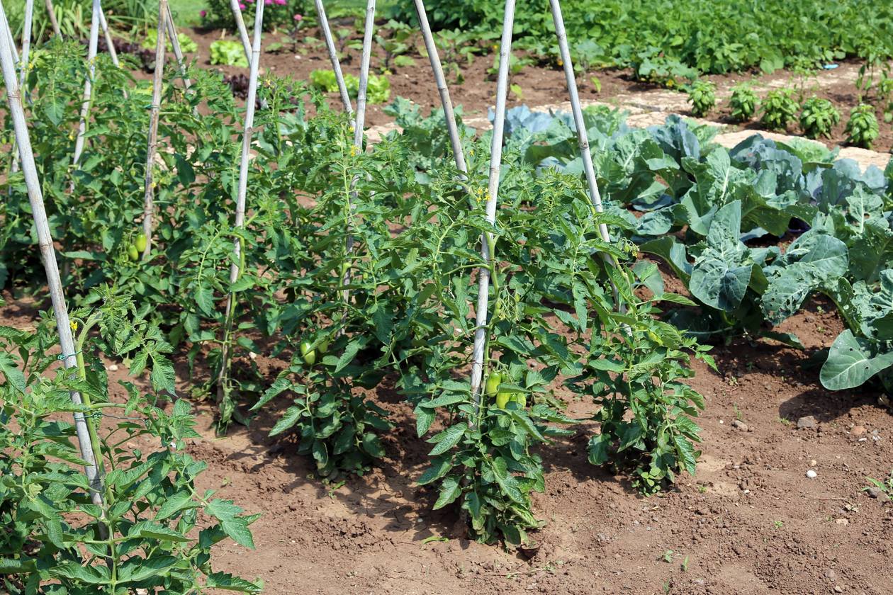 How to Successfully Grow Healthy Tomatoes