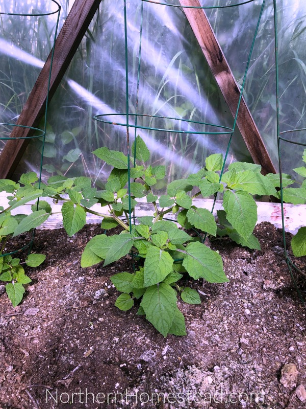 How to Successfully Grow and Harvest Ground Cherries in a Square Foot Garden