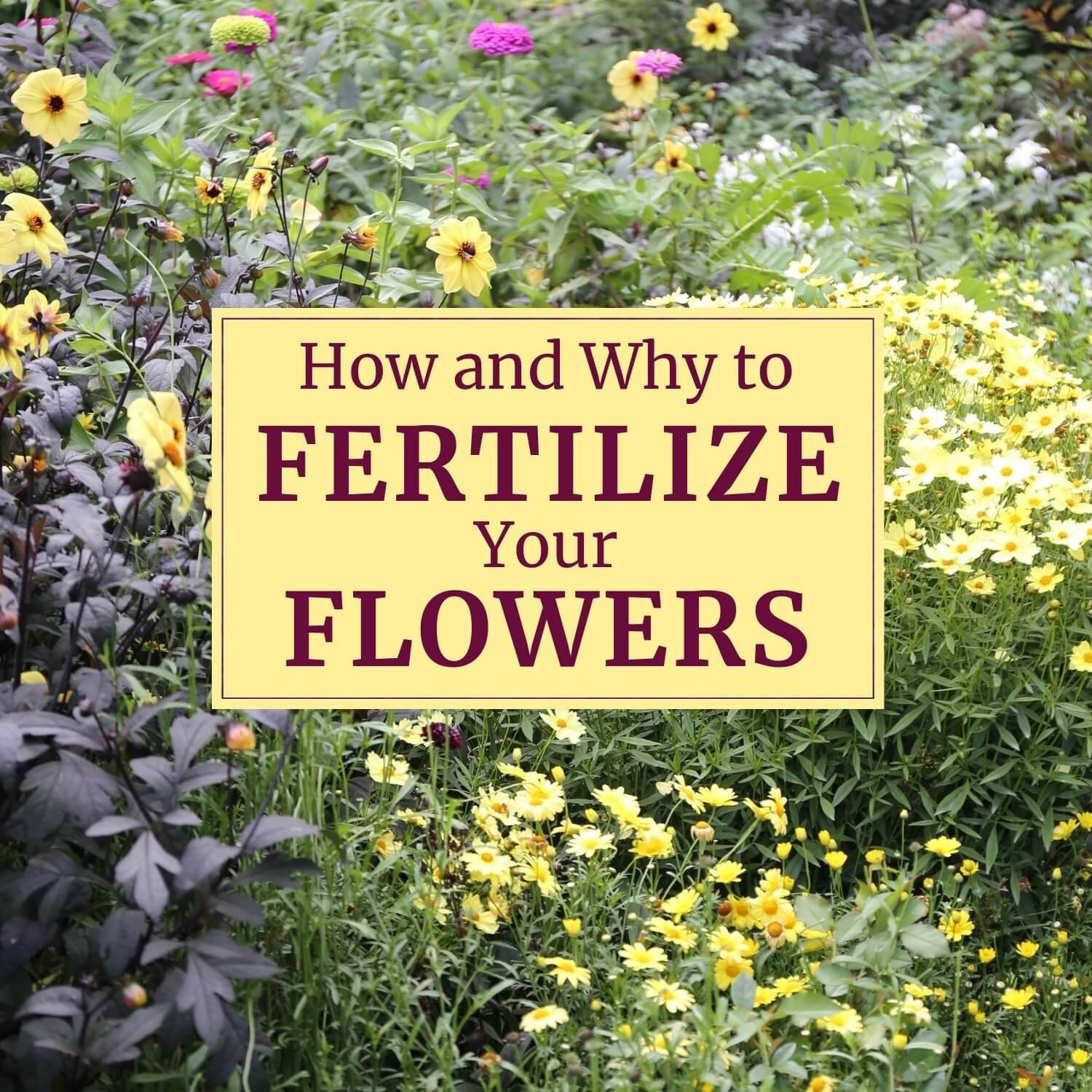The Top Flower Garden Fertilizers for Optimal Growth and Blooms
