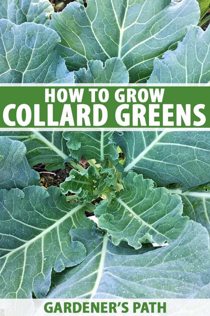 How to Successfully Grow Collard Greens from Seed: A Beginner's Guide