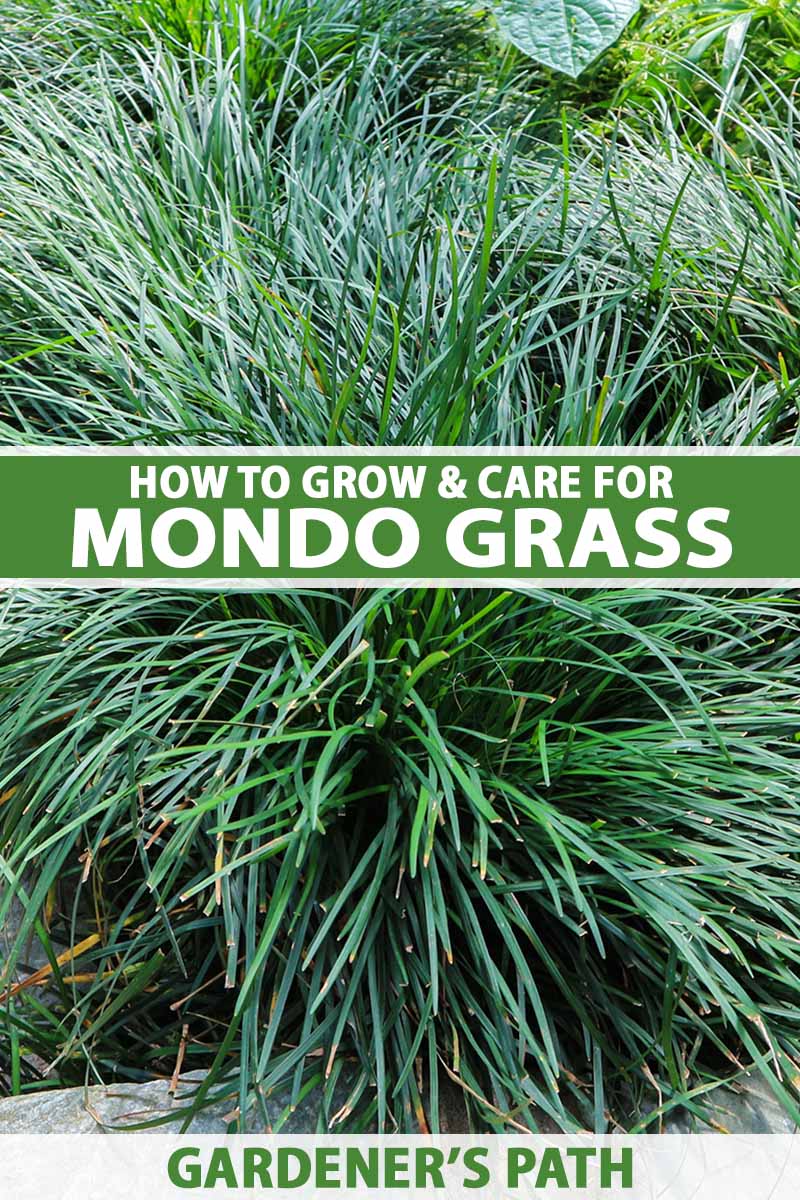 Choosing the Right Fertilizer for Monkey Grass: A Complete Guide