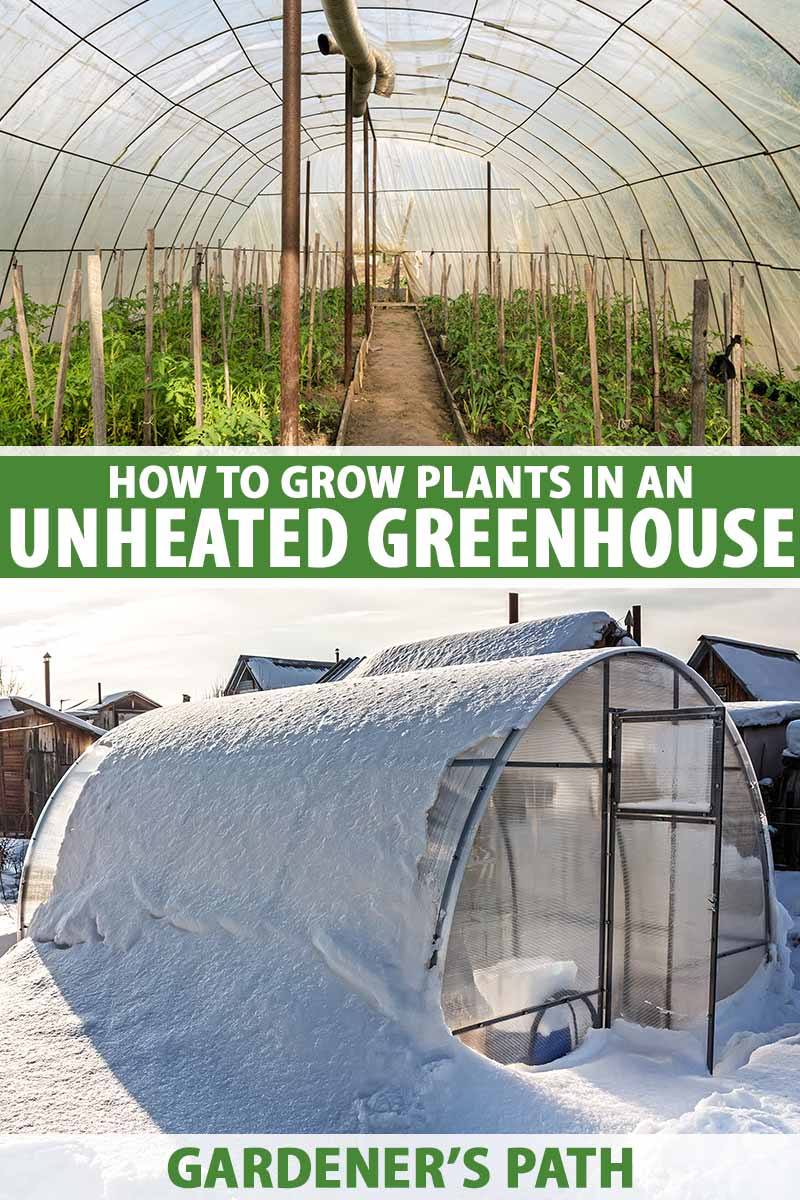 A Guide to Creating a Thriving Unheated Greenhouse: Tips and Techniques for Success