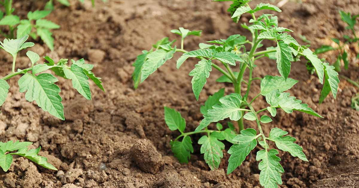 The Perfect Soil for Growing Delicious Tomatoes in Your Garden