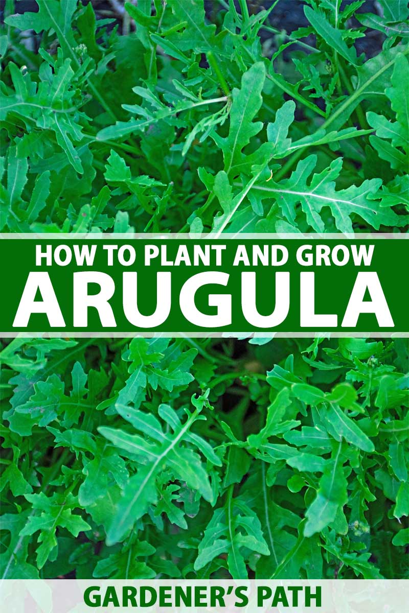 The Benefits of Growing and Caring for Arugula Plants: A Guide for Home Gardeners