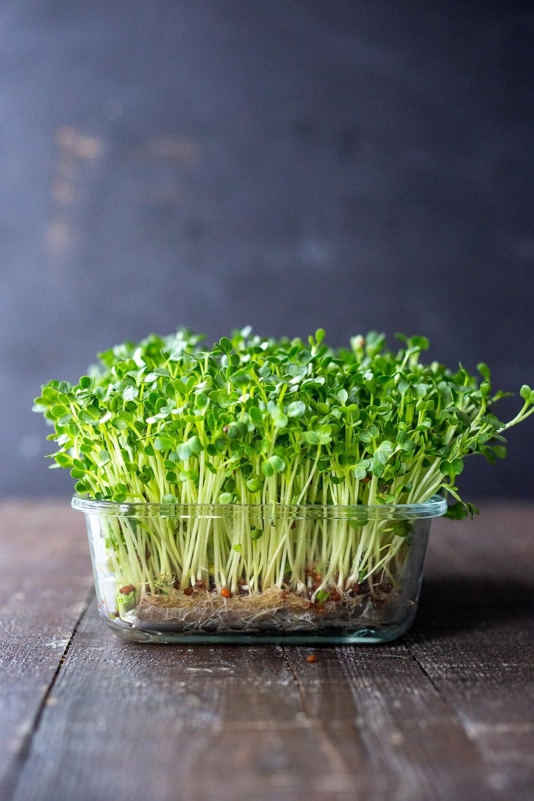 The Aesthetics and Sustainability of Micro Green Gardens: Growing Your Own Fresh and Nutritious Delights