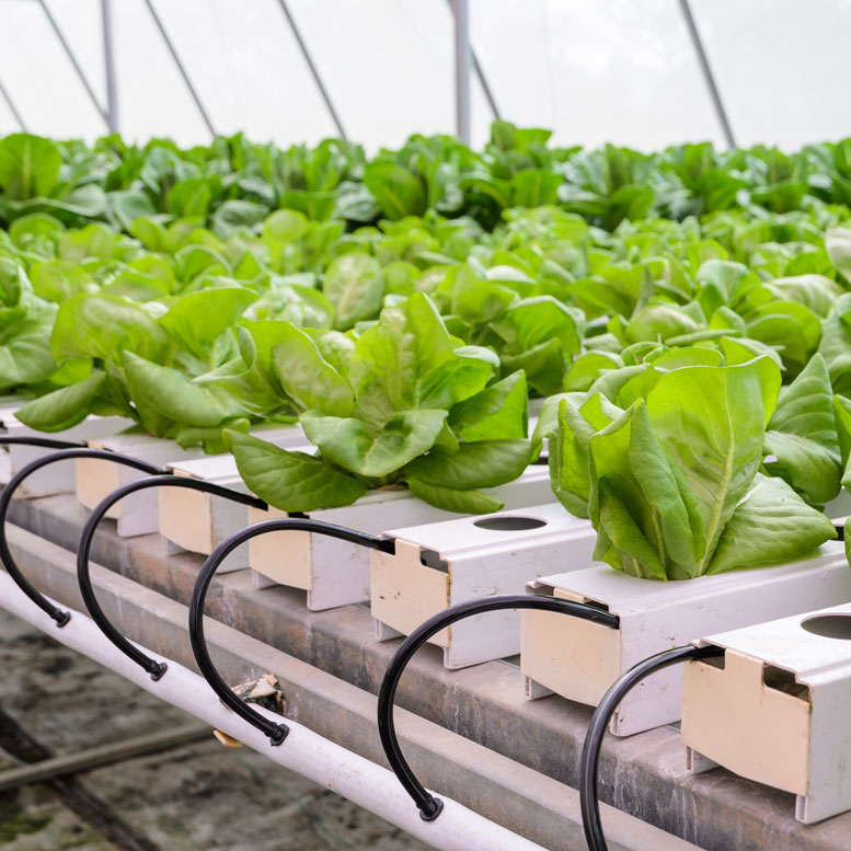 The Future of Sustainable Farming: Exploring the Benefits of Hydroponic Greenhouses