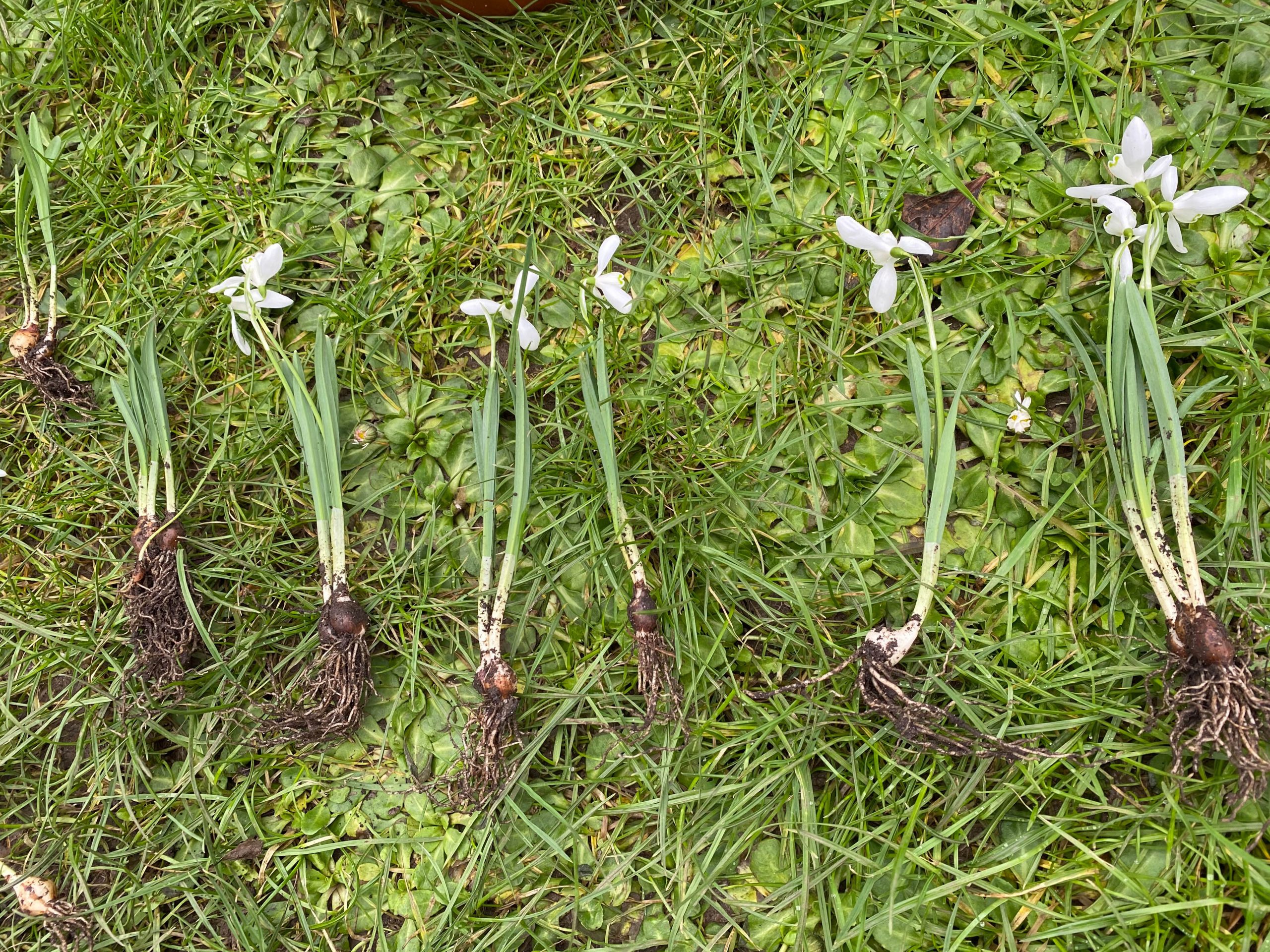 The Joy of Planting Snowdrops in the Green: A Guide for Gardening Enthusiasts