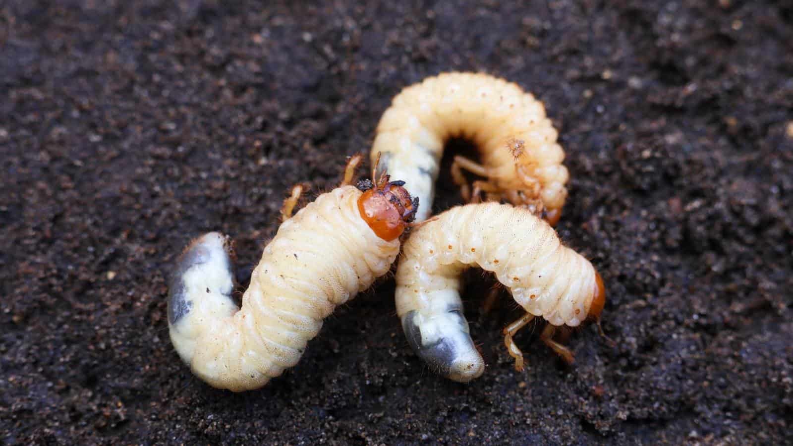 Exploring the Fascinating World of Groundworms: An Insight into Their Vital Ecological Role