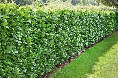 The Top Evergreen Fence Plants: Enhancing Privacy and Beauty in Your Outdoor Space