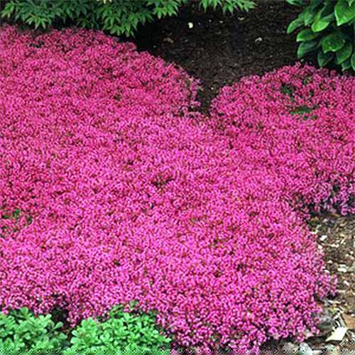 Enhancing Your Garden with Beautiful Ground Coverage Flowers