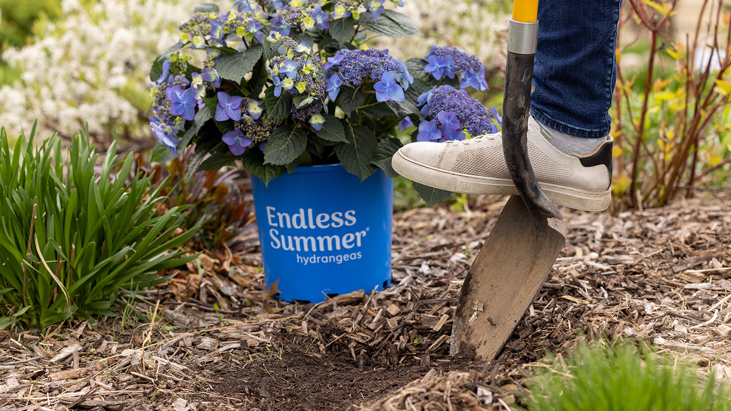 The Essential Guide to Choosing the Perfect Soil for Hydrangeas in Ground
