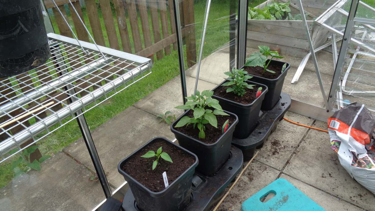 The Game-Changing Greenhouse Sensation Quadgrow: Growing Plants with Ease!